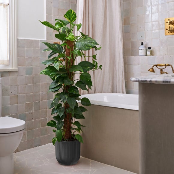 Devil's Ivy Moss Pole House Plant in Vibes Pot, product image 5