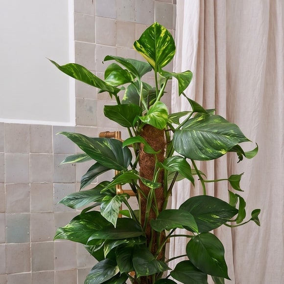 Devil's Ivy Moss Pole House Plant in Vibes Pot, product image 6