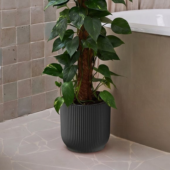 Devil's Ivy Moss Pole House Plant in Vibes Pot, product image 7